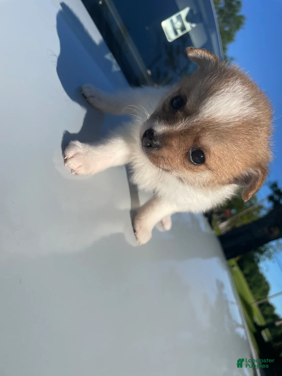 Mixed Breed dogs for sale: Mixed Breed Puppy 2 - Ad 2