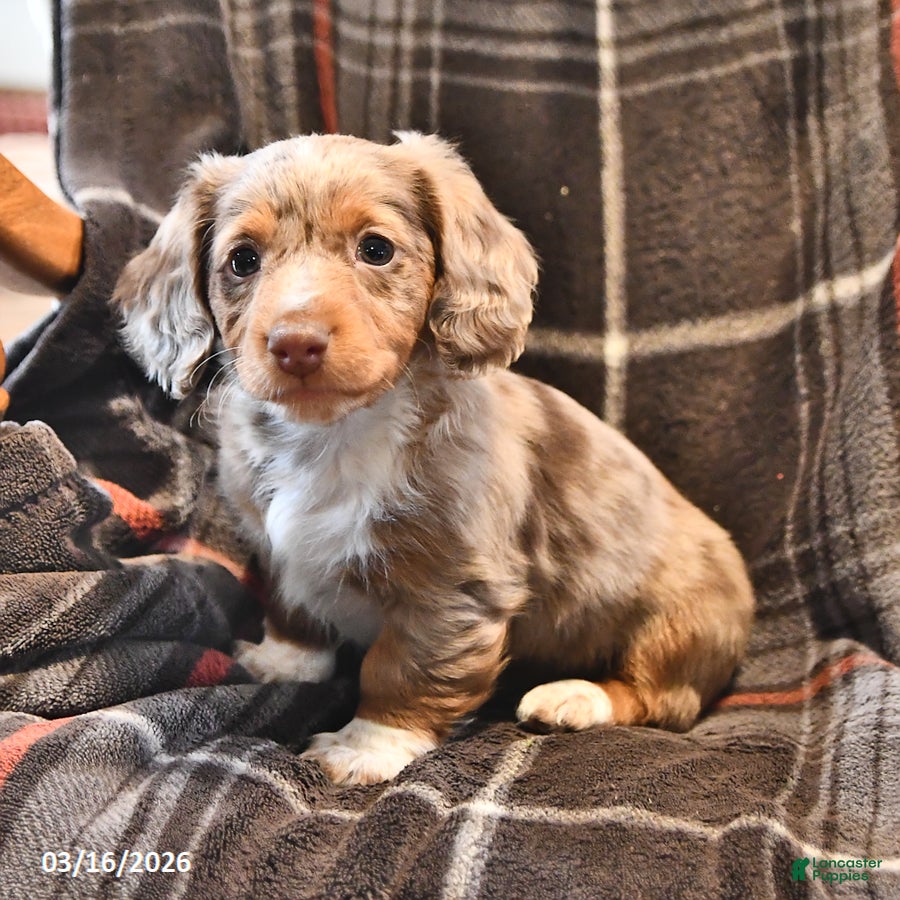 Miniature Dachshund dogs Buffy - Ad 1
