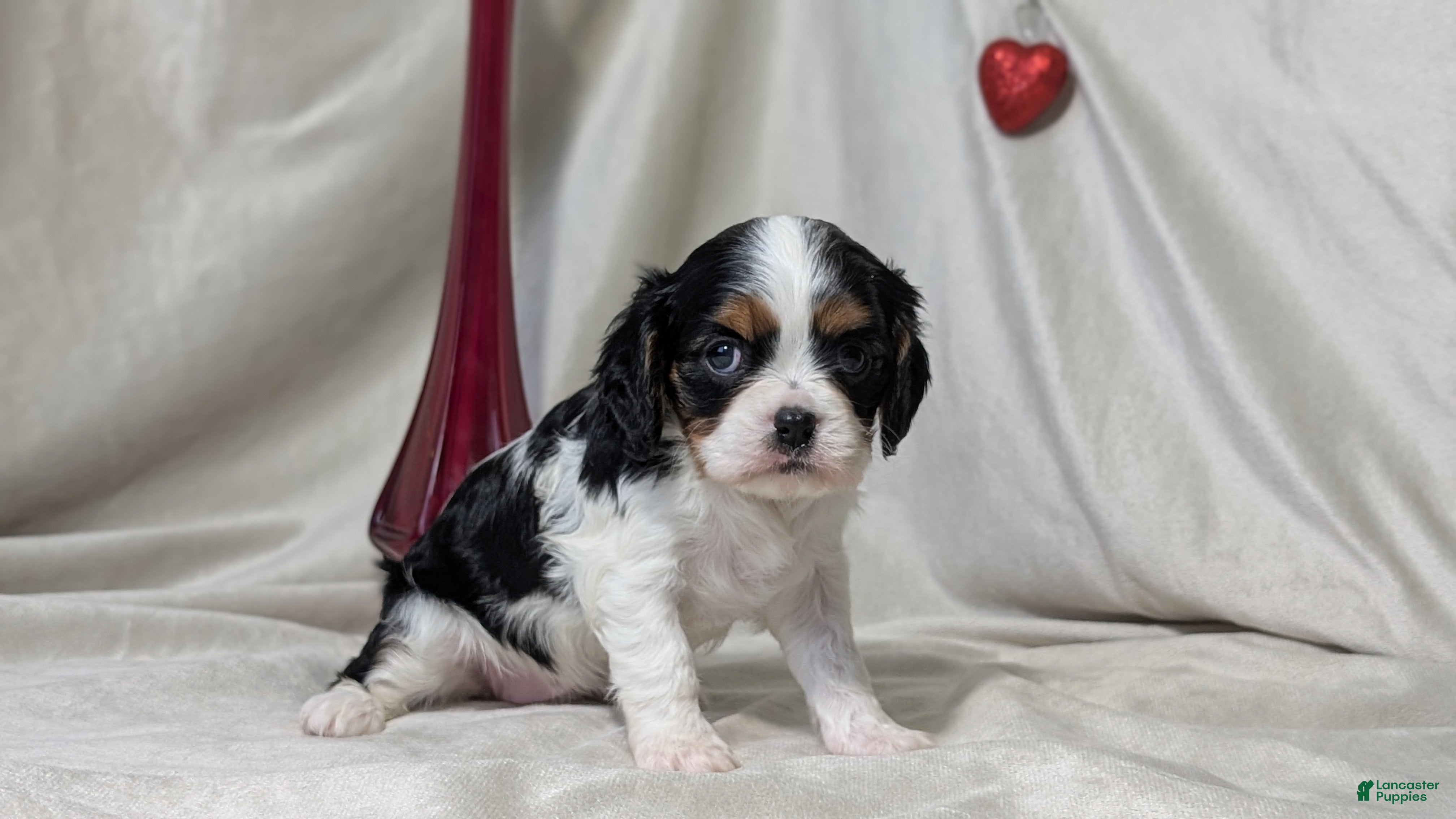 Cavalier King Charles Spaniel dogs Ruby - Ad 6