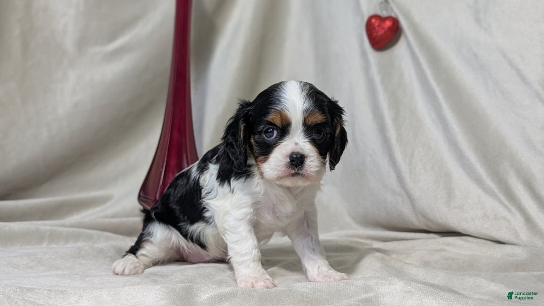 Cavalier King Charles Spaniel dogs for sale: Ruby - Ad 6