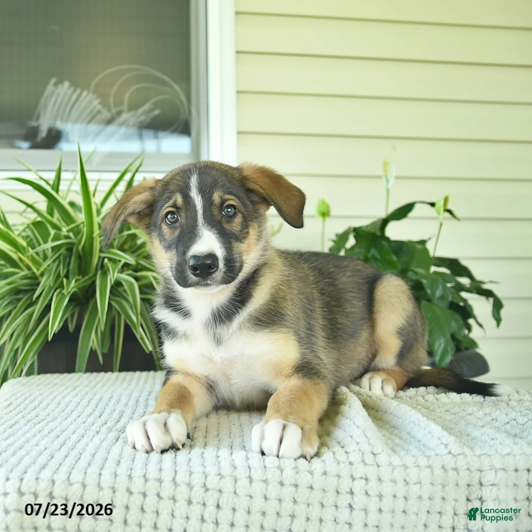 Mixed Breed dogs for sale: Ranger  - Ad 5