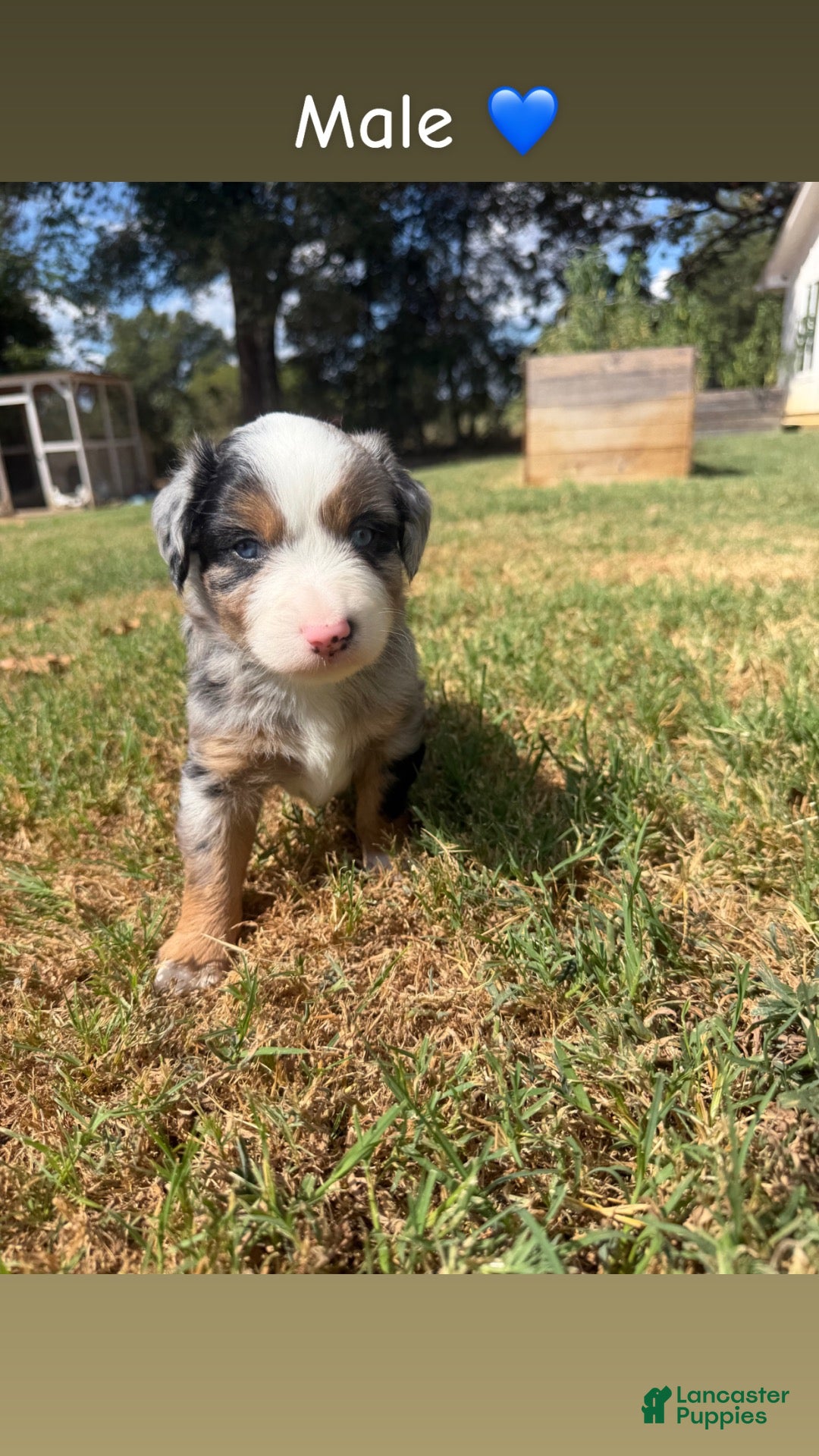 Miniature Australian Shepherd dogs Miniature Australian Shepherd 2 - Ad 23