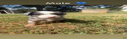 Miniature Australian Shepherd dogs for sale: Miniature Australian Shepherd 2 - Ad 1