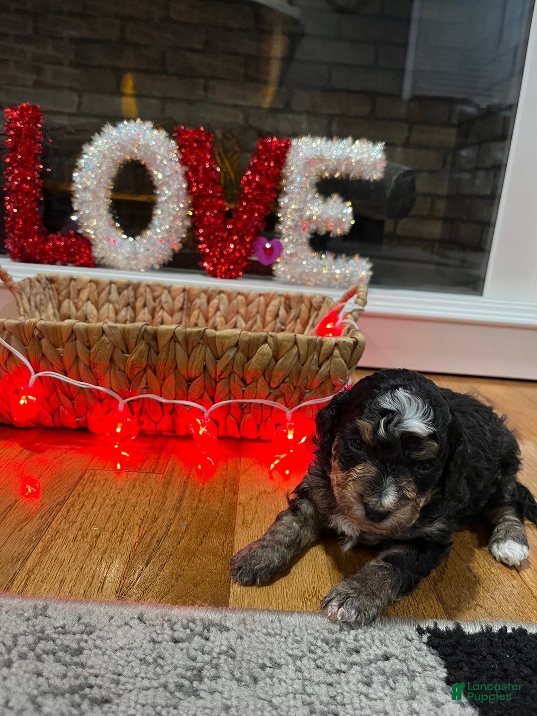 Mini Bernedoodle dogs for sale: Tequila  - Ad 3