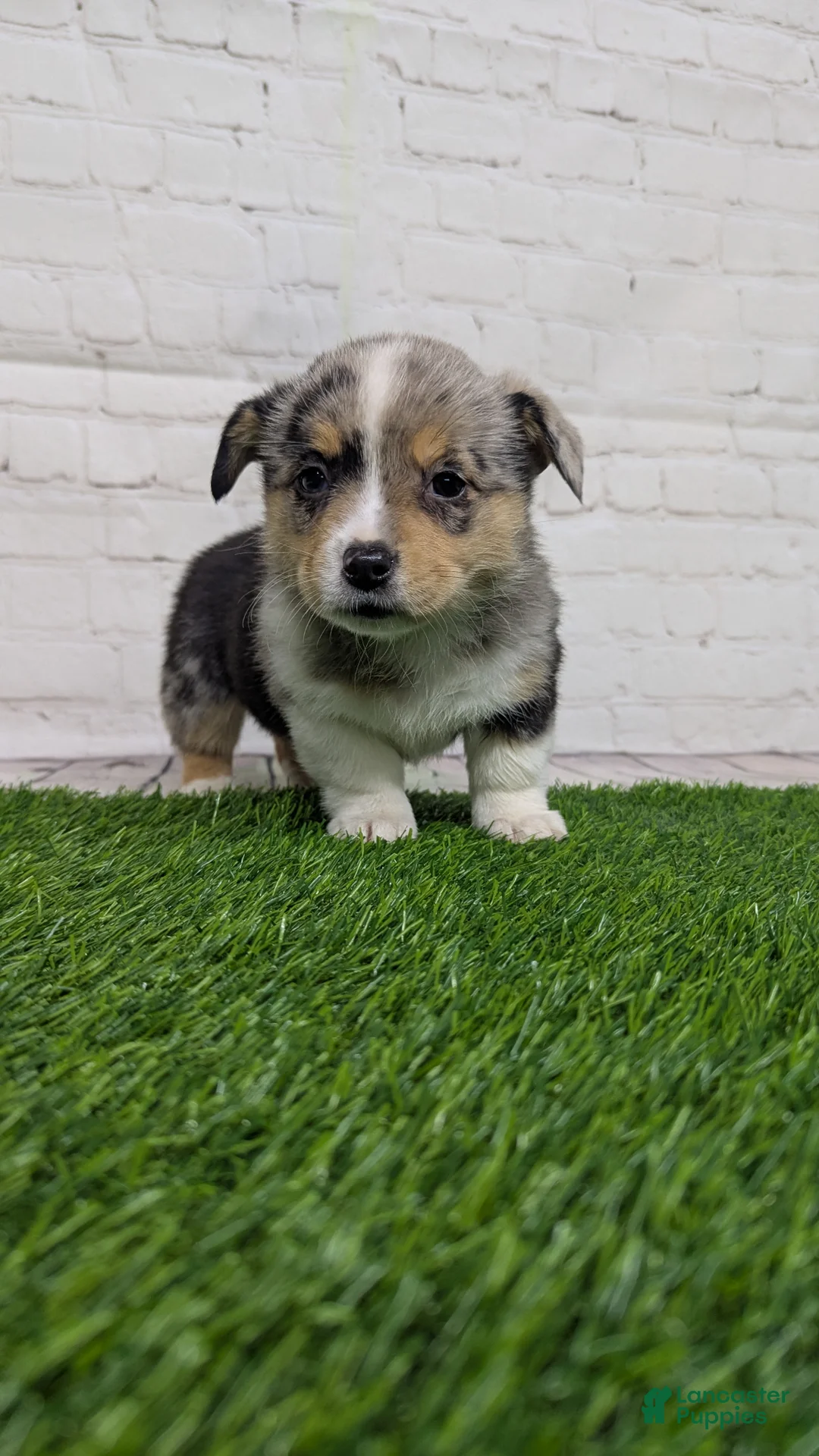 Welsh Corgi Pembroke dogs for sale: Alli - Ad 4
