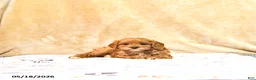 Cavapoo dogs for sale: Milton - Ad 3