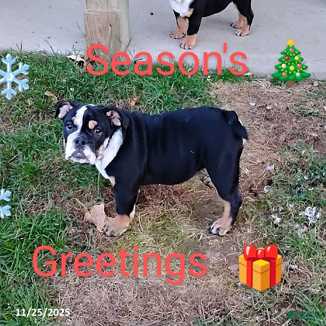 English Bulldog dogs Ramona - Ad 38