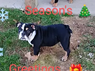 English Bulldog dogs Ramona - Ad 39