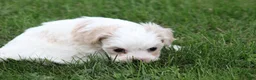 Mixed Breed dogs for sale: Mixed Breed Puppy 1 - Ad 22
