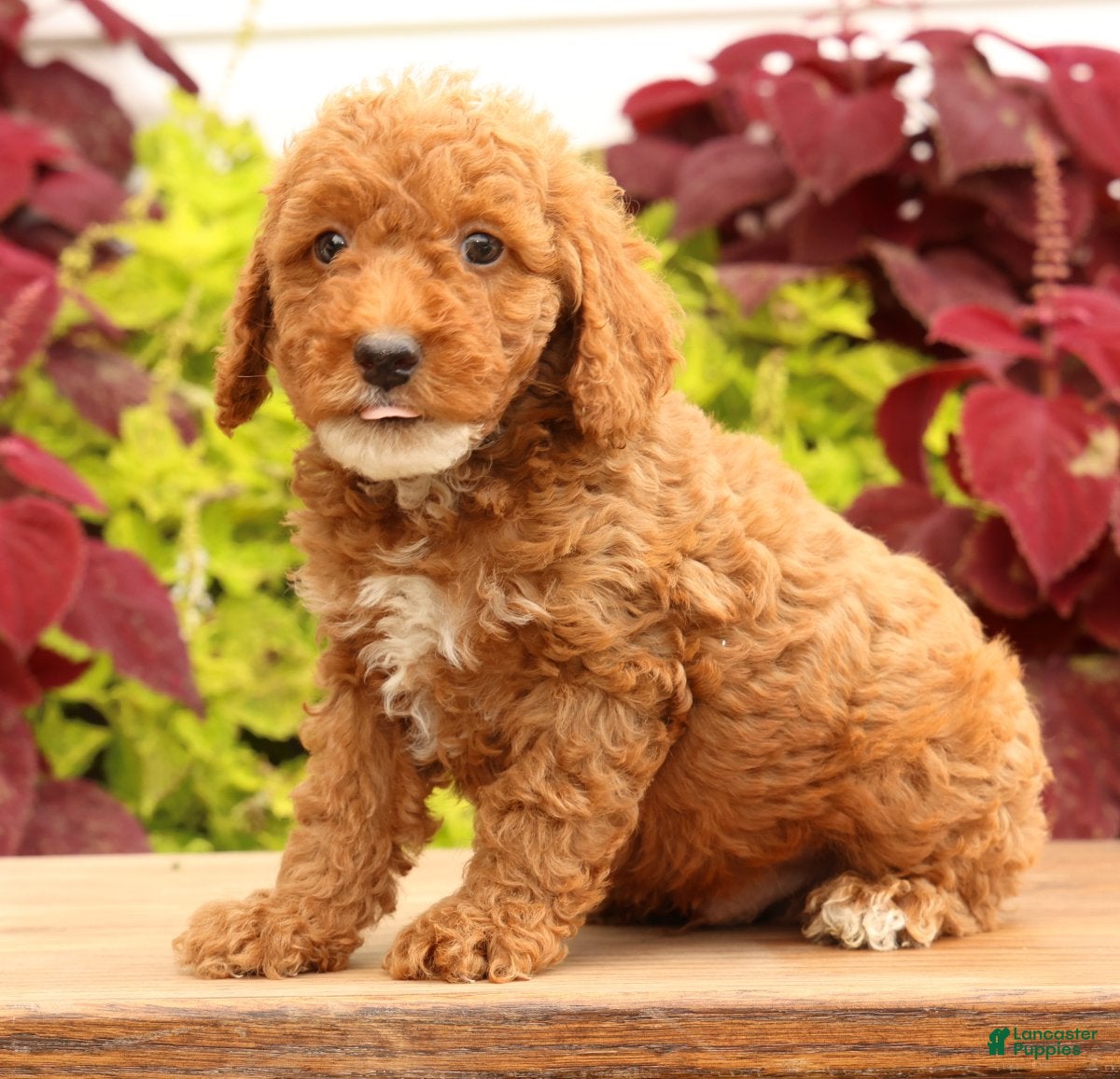 Miniature Poodle dogs Tommy - Ad 2