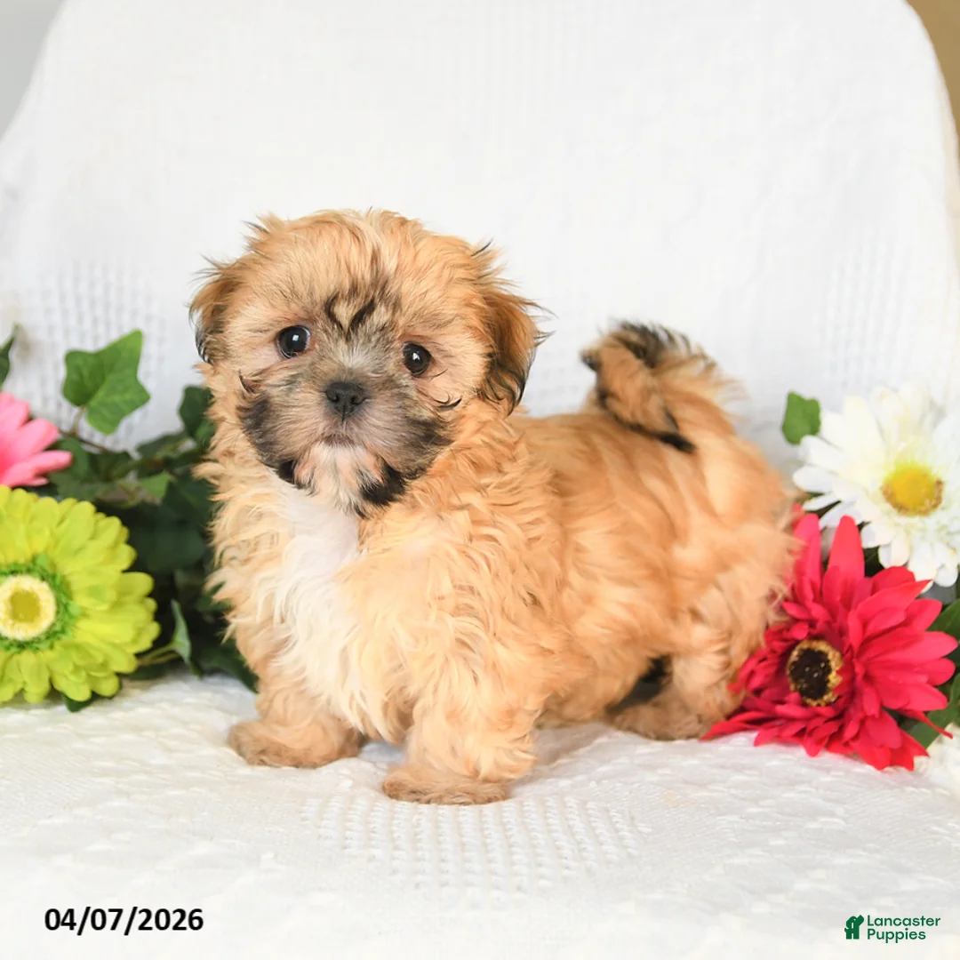 Shih Tzu dogs for sale: Ida - Ad 2