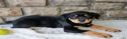 Rottweiler dogs for sale: Bailey  - Ad 8