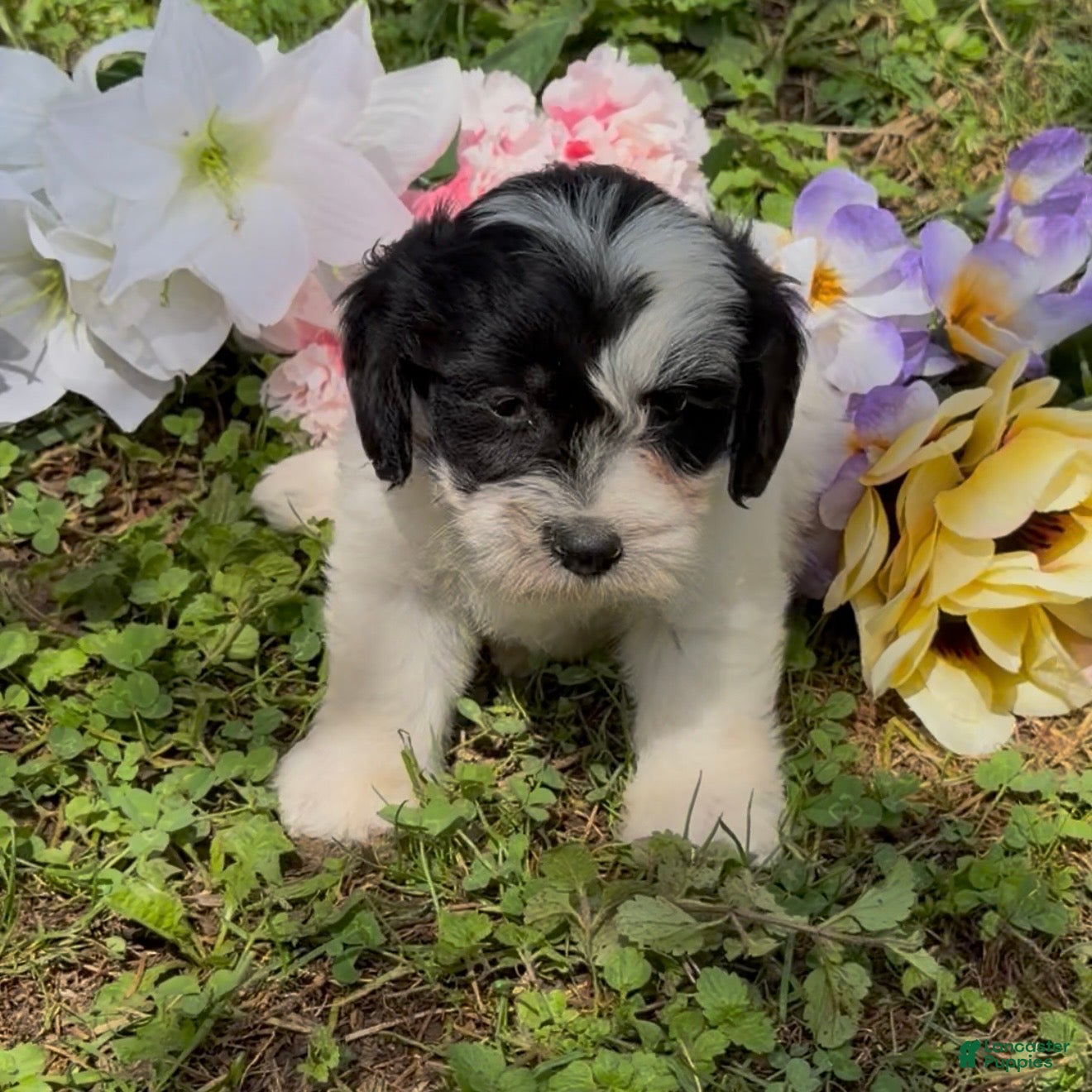 Mini Goldendoodle dogs for sale: Hazel - Ad 3