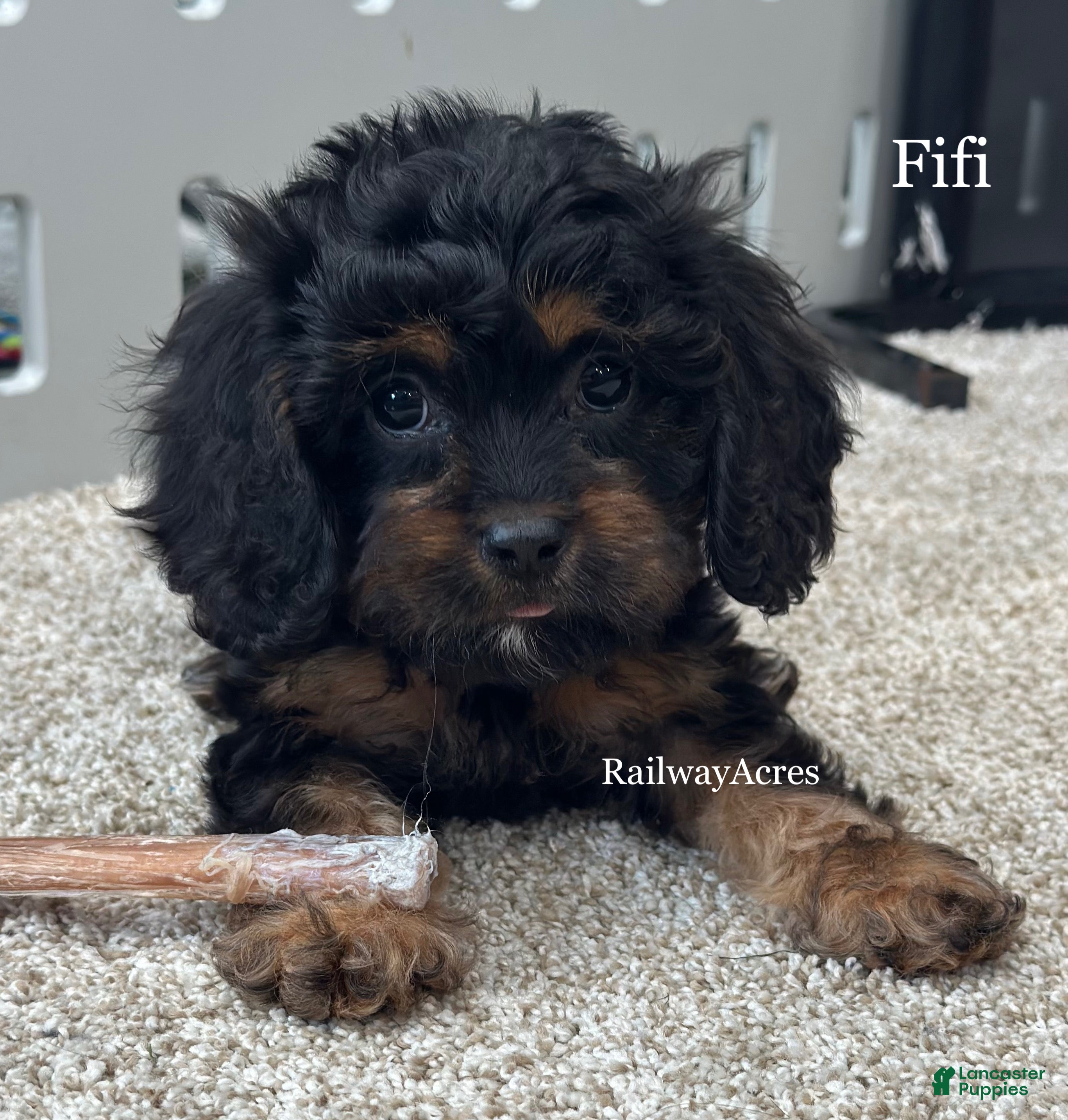 Cavapoo dogs Fifi - Ad 38