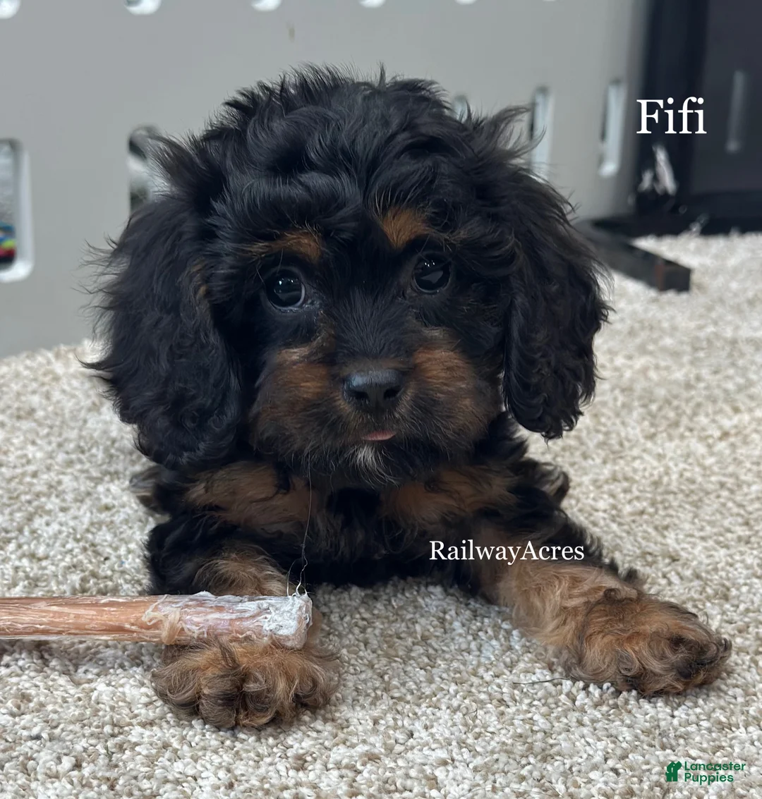 Cavapoo dogs for sale: Fifi - Ad 1