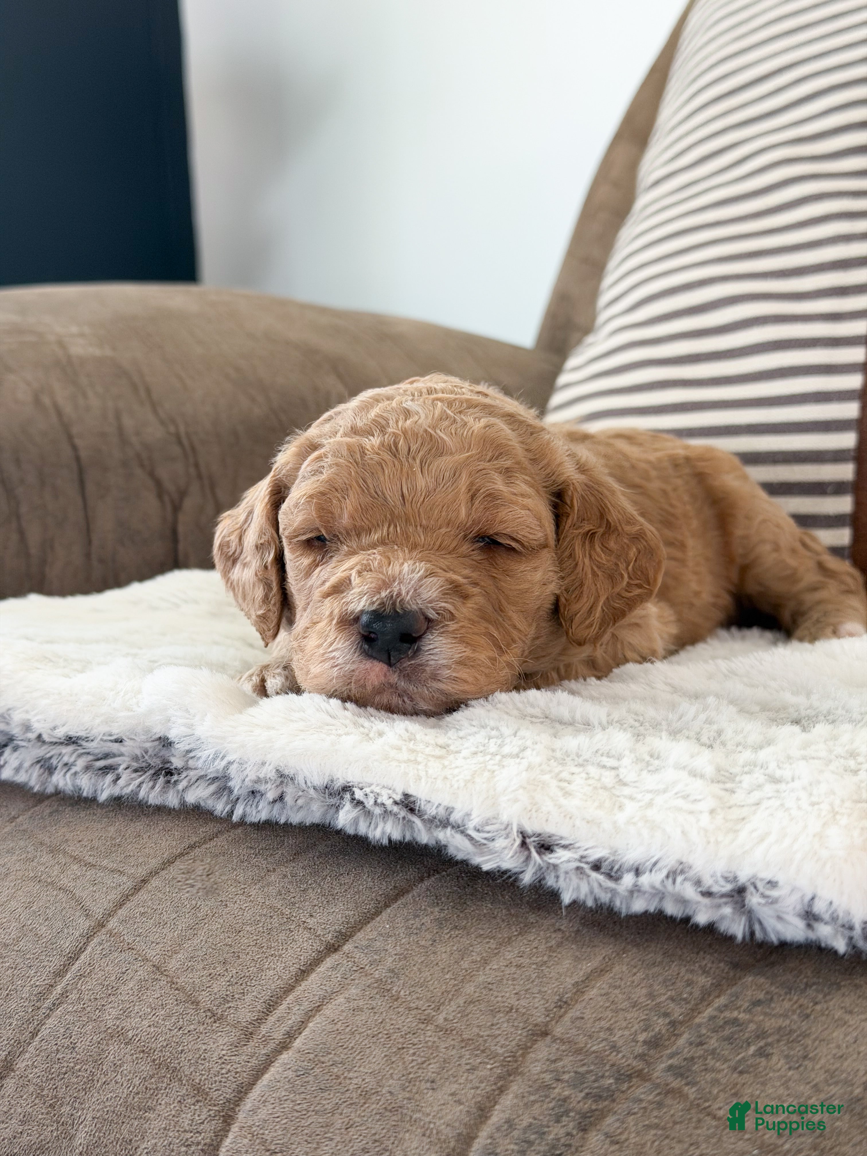 Goldendoodle dogs Raleigh - Ad 2