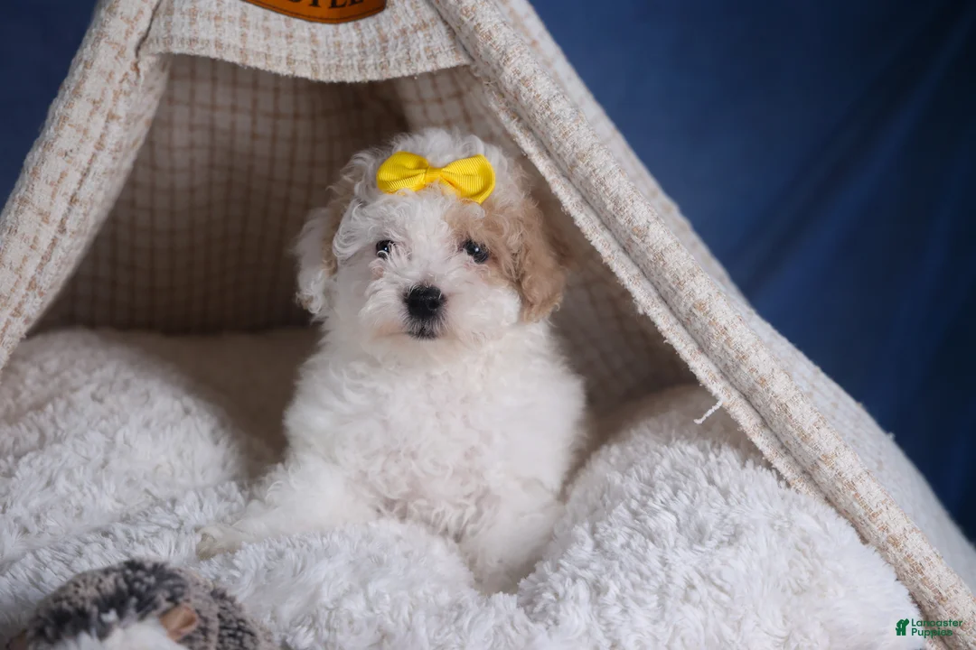 Bichpoo dogs for sale: Snowflake - Ad 10