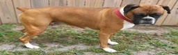 Boxer dogs for sale: DAYELA - Ad 16