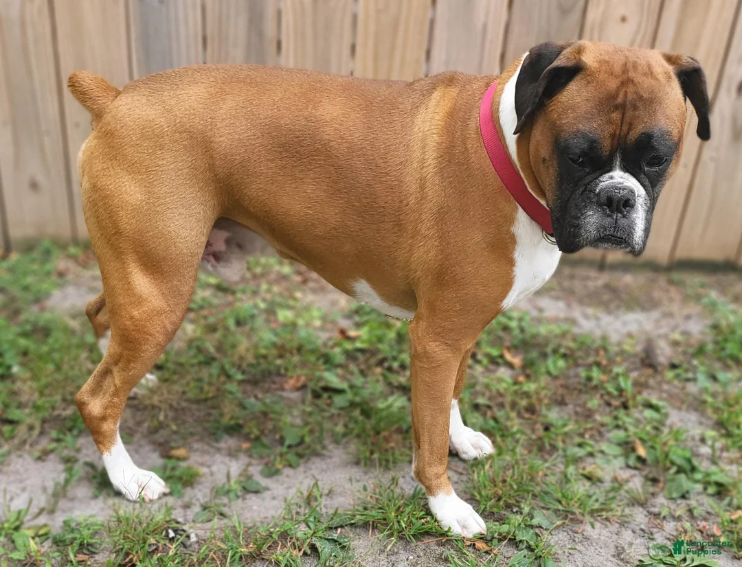 Boxer dogs for sale: DAYELA - Ad 16