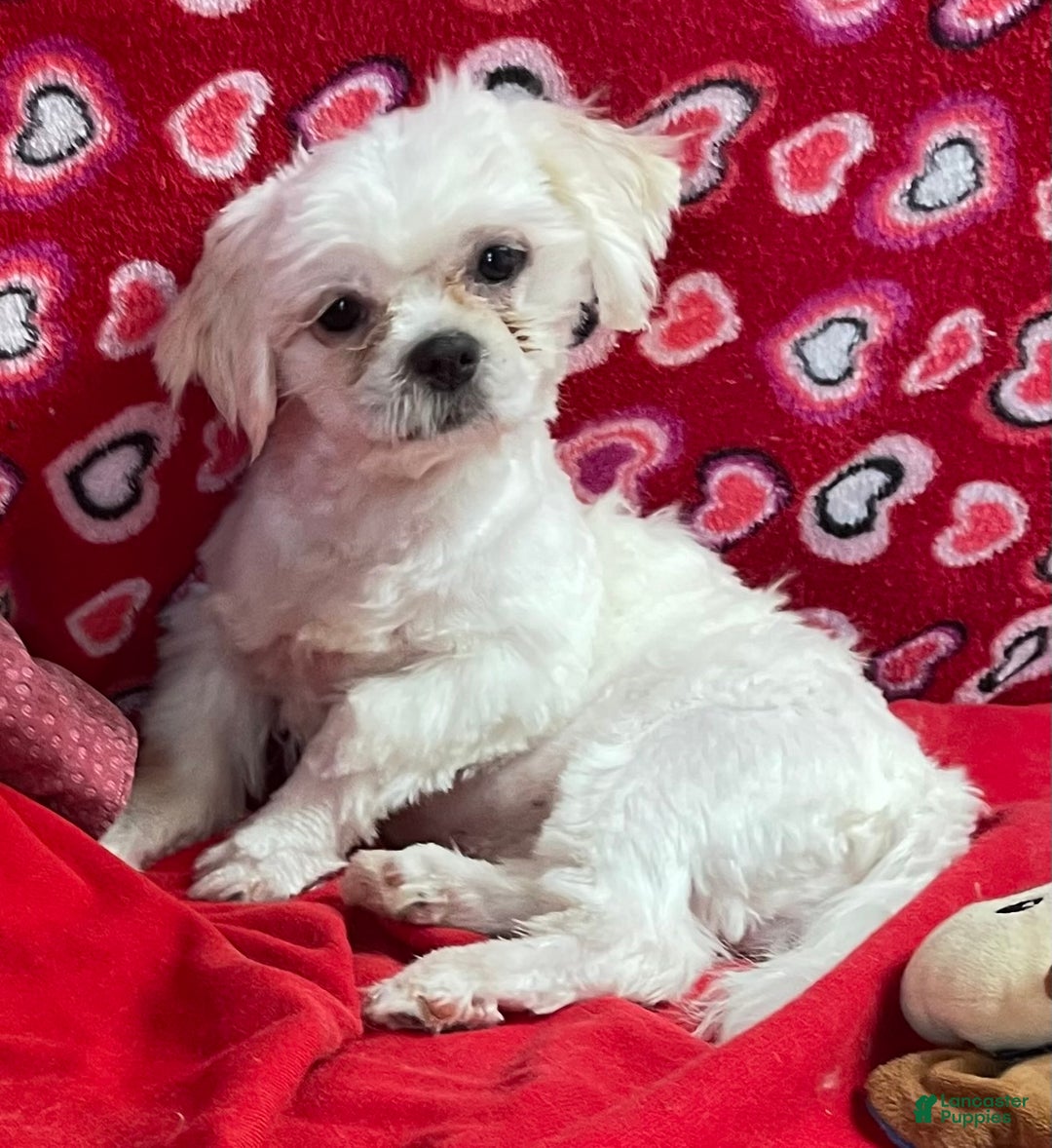 Shih Tzu dogs for sale: Jenkins - Ad 1