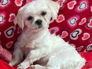 Shih Tzu dogs Jenkins - Ad 11