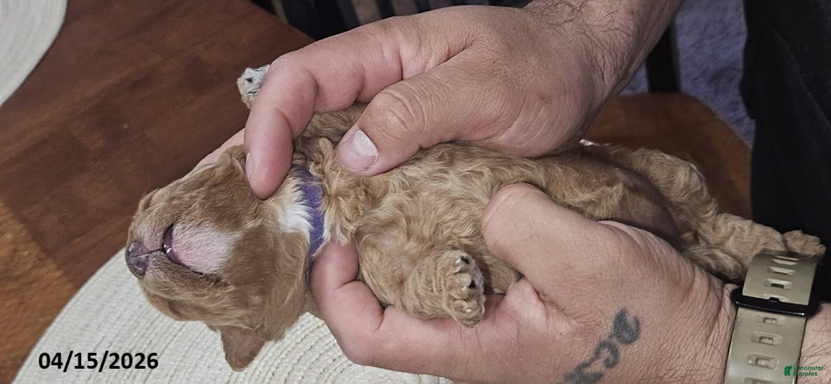 Toy Poodle dogs Stella - Ad 2