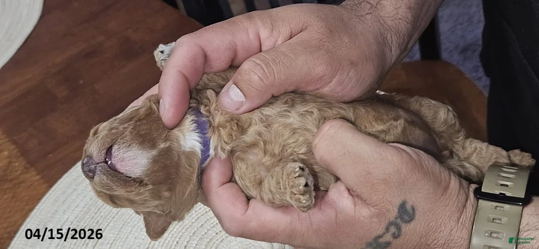 Toy Poodle dogs for sale: Stella - Ad 2