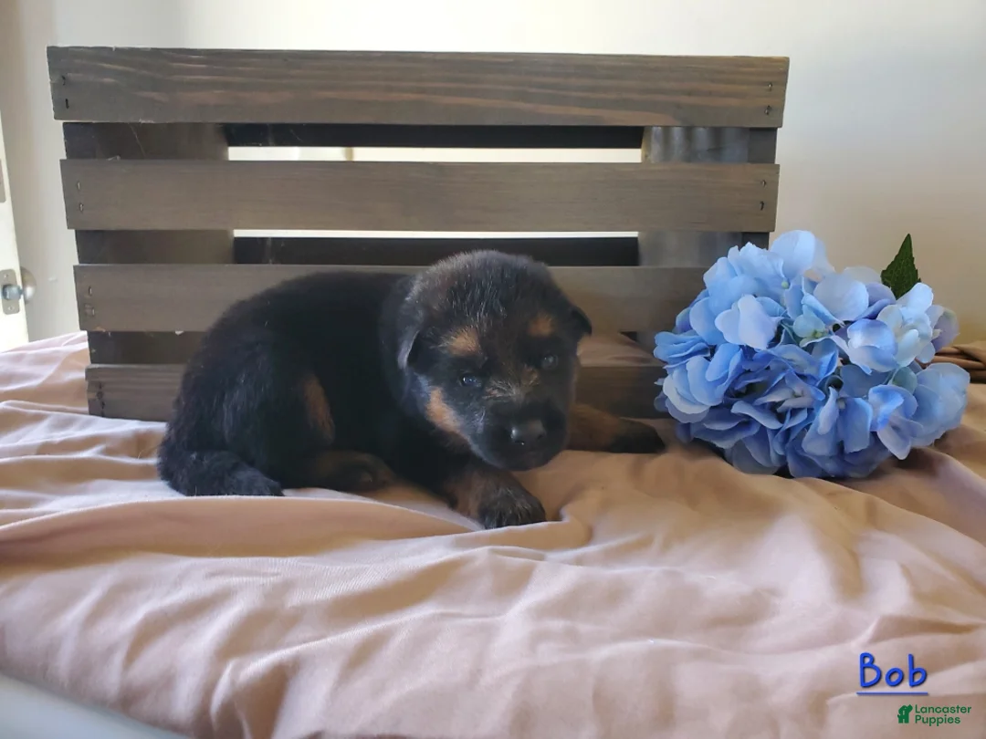 German Shepherd dogs for sale: Bob - Ad 1