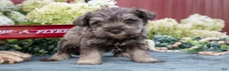 Miniature Schnauzer dogs for sale: Asher - Ad 1