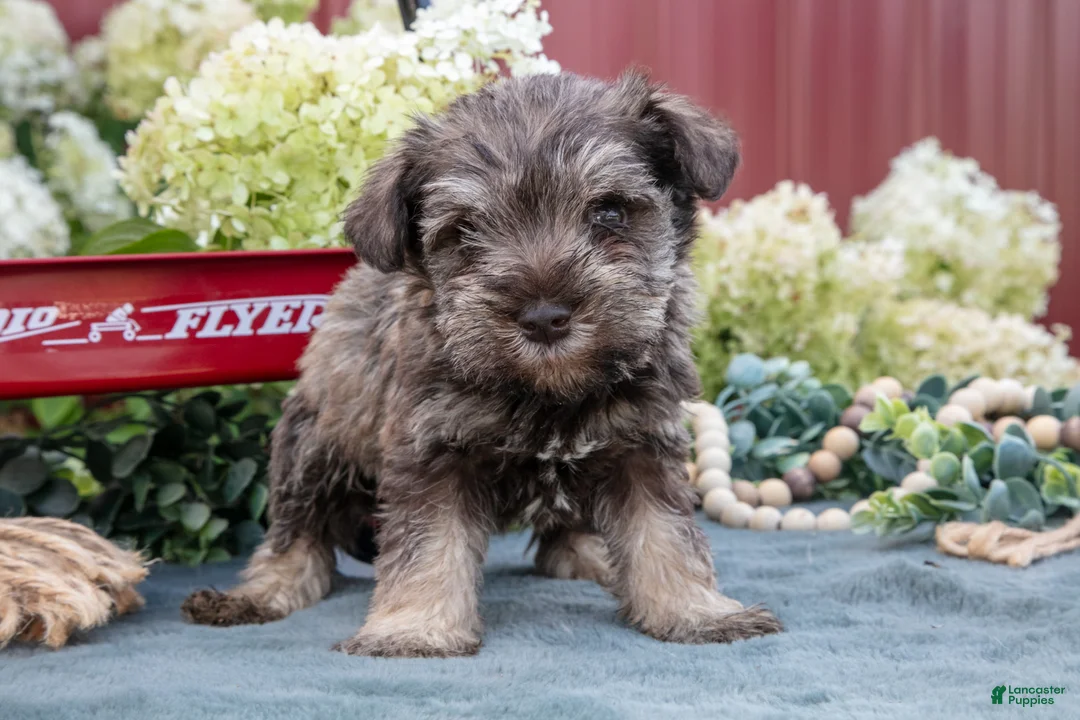 Miniature Schnauzer dogs for sale: Asher - Ad 1