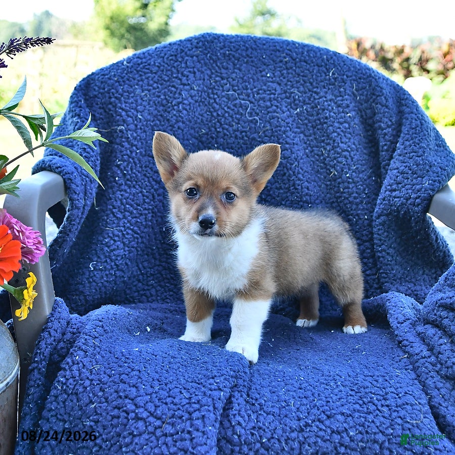 Welsh Corgi Pembroke dogs Tilly - Ad 2