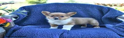 Welsh Corgi Pembroke dogs for sale: Tilly - Ad 2