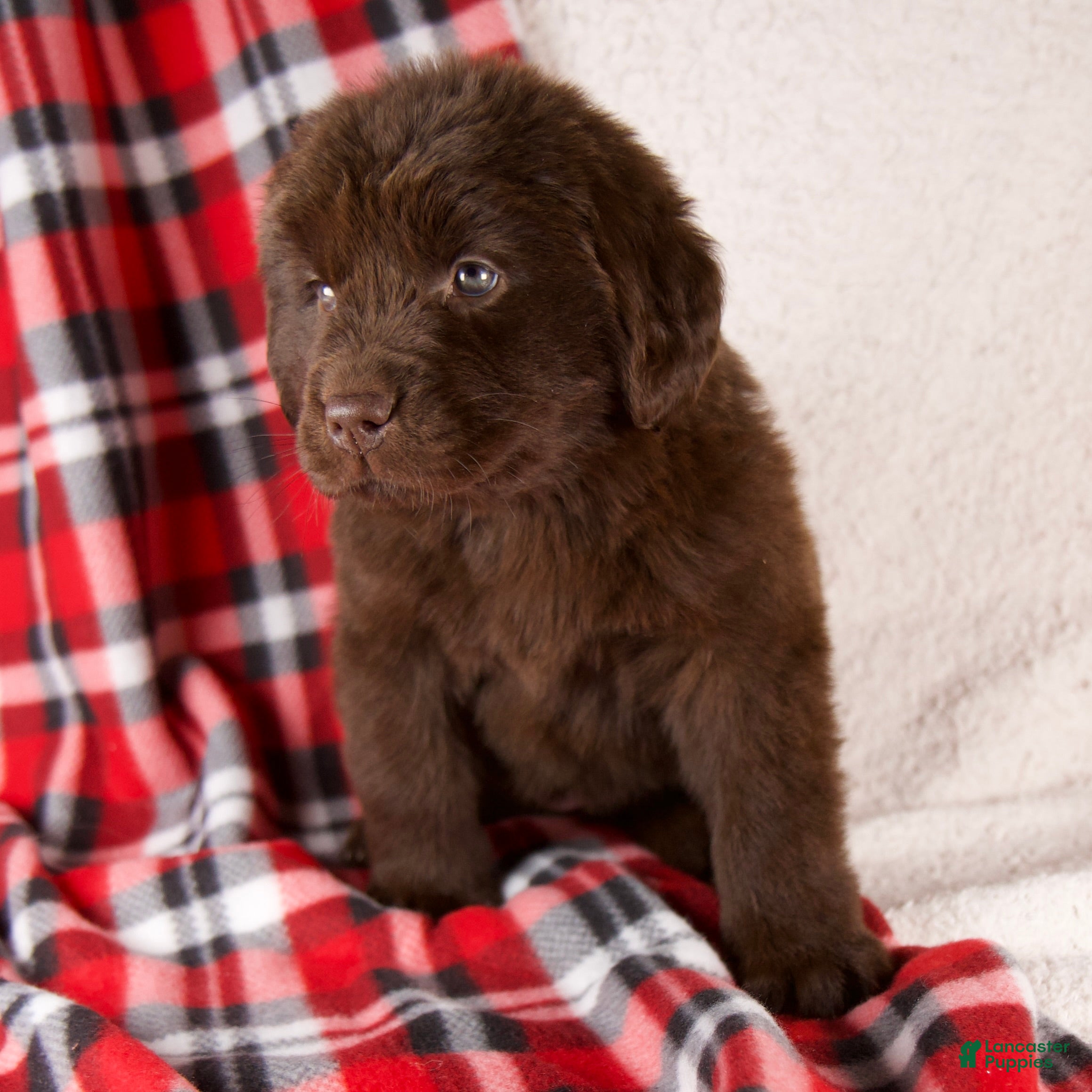 Newfoundland dogs Fiona - Ad 2