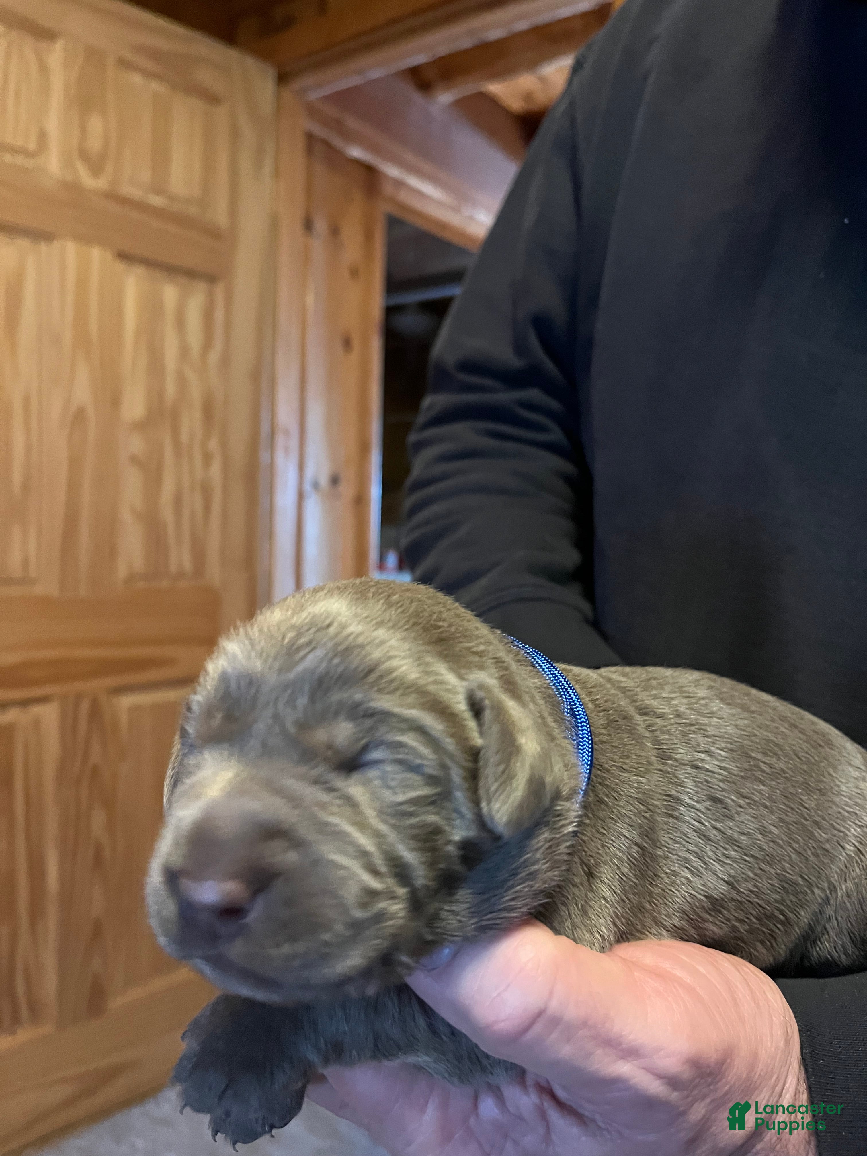 Labrador Retriever dogs Labrador Retriever Puppy 3 - Ad 38