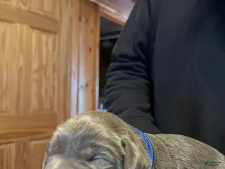 Labrador Retriever dogs Labrador Retriever Puppy 3 - Ad 15