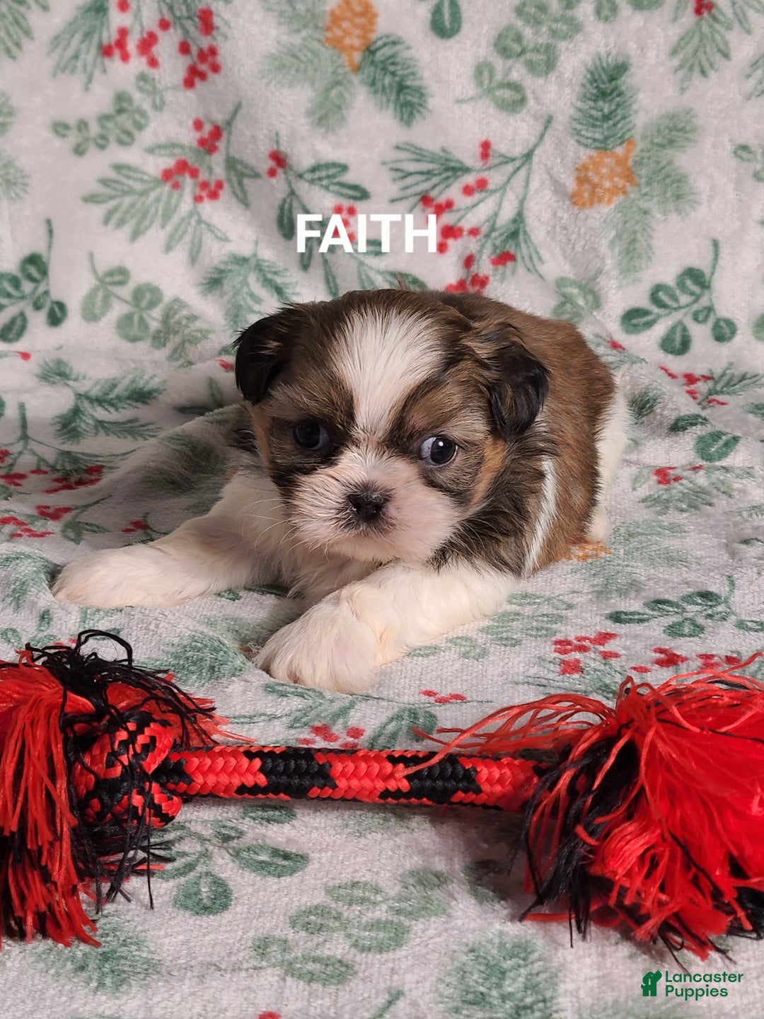 Shih Tzu dogs for sale: Faith  - Ad 3