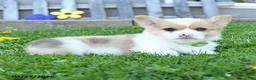 Welsh Corgi Pembroke dogs for sale: Biscuit - Ad 8