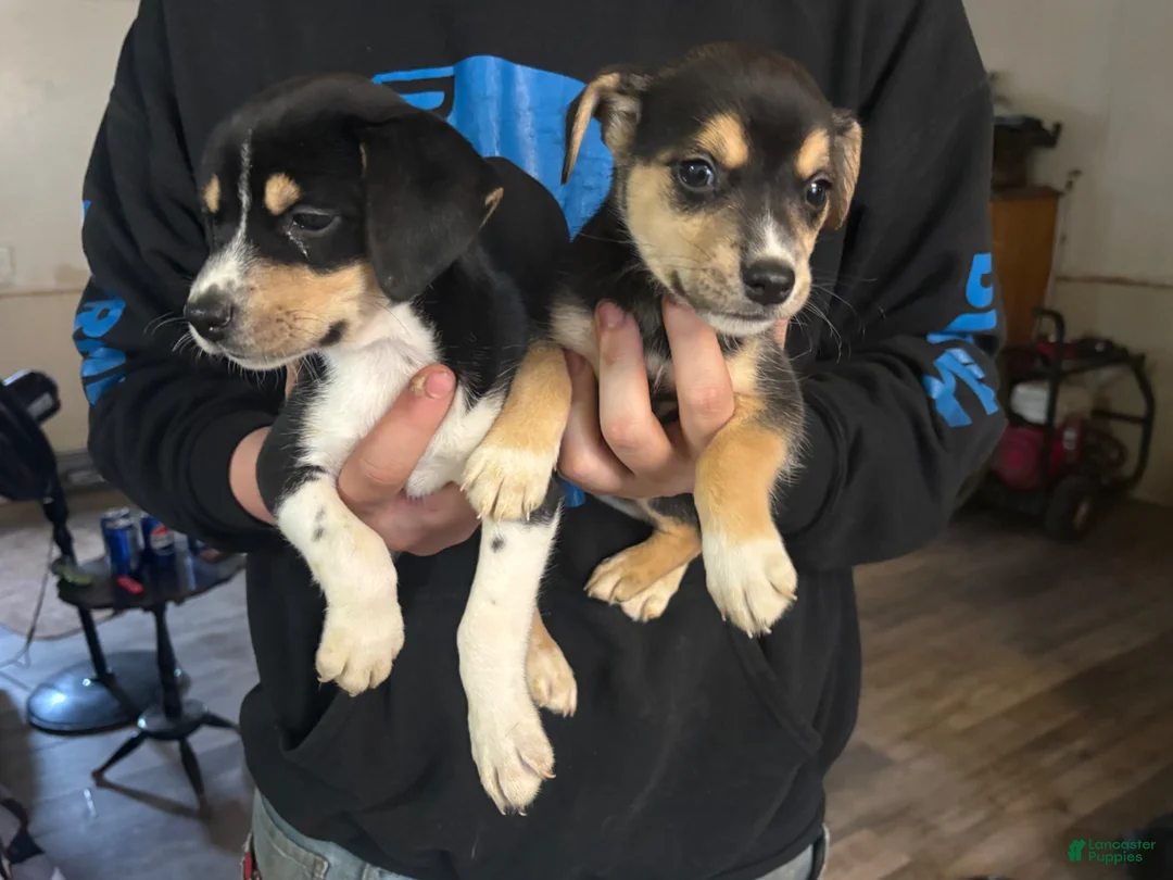 Siberian Husky dogs for stud: 5 cane corso/Siberian husky - Ad 1