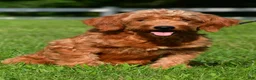 Mini Goldendoodle dogs for sale: Easton  - Ad 9