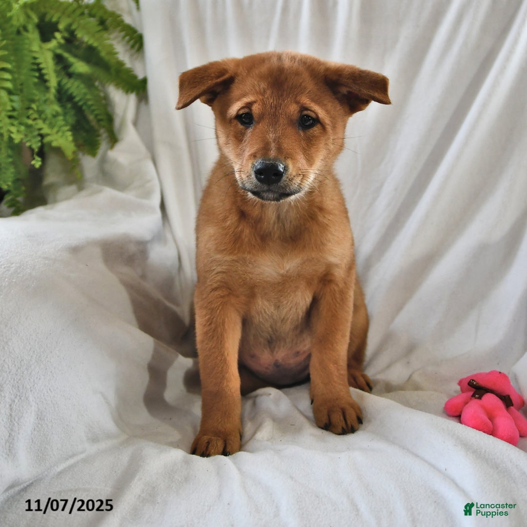 Mixed Breed dogs for sale: Tootsie - Ad 15