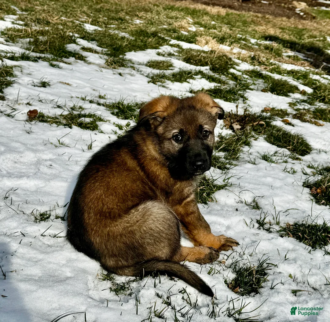 German Shepherd dogs for sale: Augusta - Ad 6