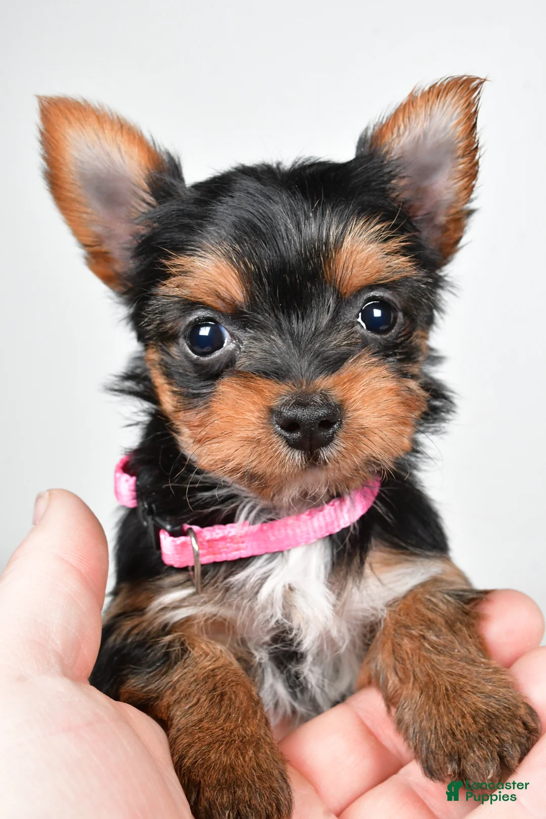 Yorkshire Terrier dogs for sale: Macey - Ad 6
