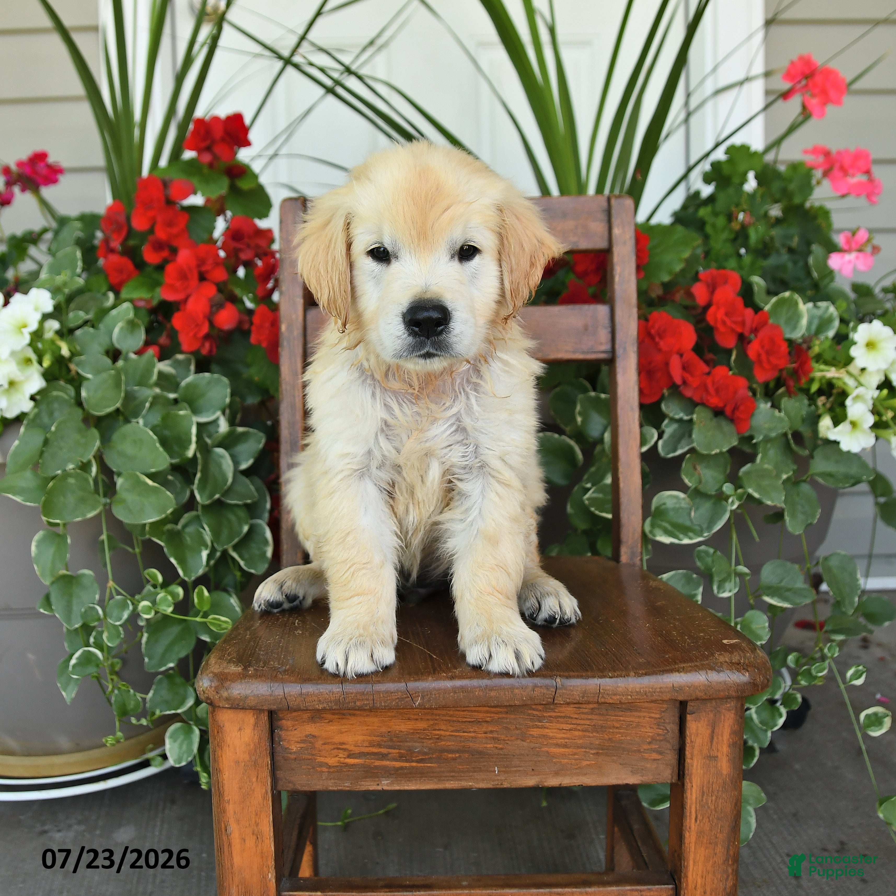Golden Retriever dogs Rango - Ad 1
