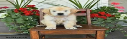 Golden Retriever dogs for sale: Rango - Ad 1