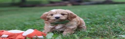 Cavapoo dogs for sale: Jett - Ad 8
