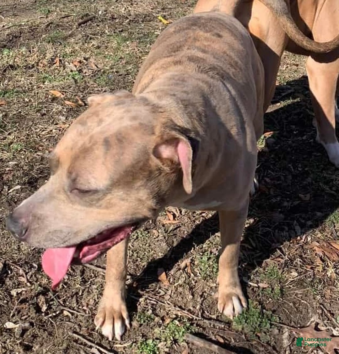 Mixed Breed dogs for sale: Tiger - Ad 2