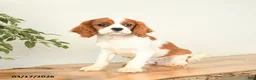 Cavalier King Charles Spaniel dogs for sale: Charlie - Ad 1