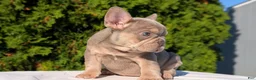 French Bulldog dogs for sale: Luna - Ad 3