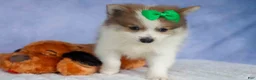 Pomeranian dogs for sale: Ernie🐾 - Ad 14