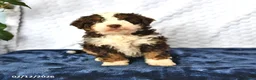 Mini Bernedoodle dogs for sale: Chloe - Ad 2